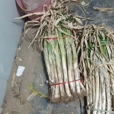 铁杆大葱半毛捆