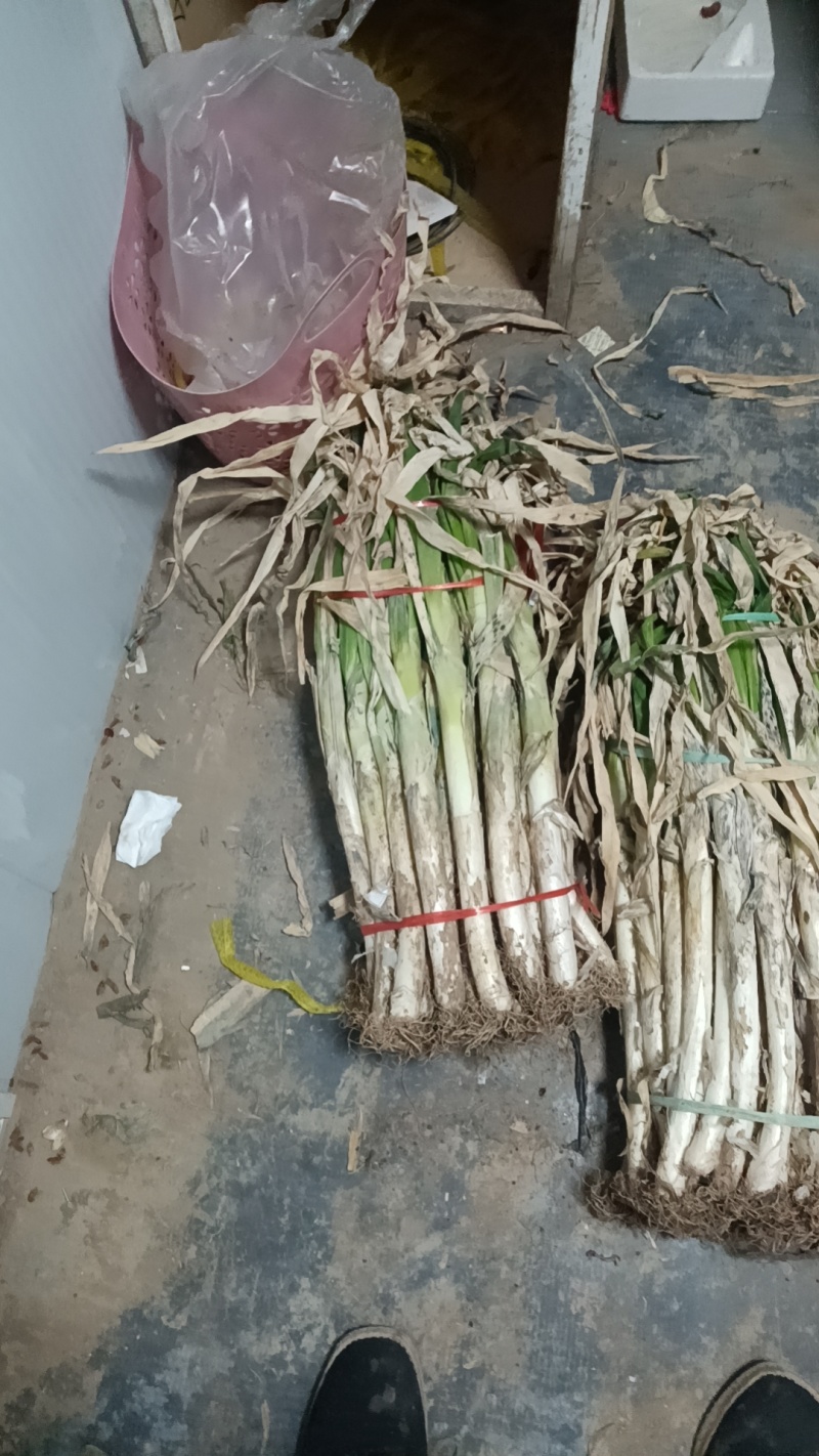铁杆大葱半毛捆