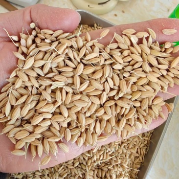大米饭不吃菜干两碗