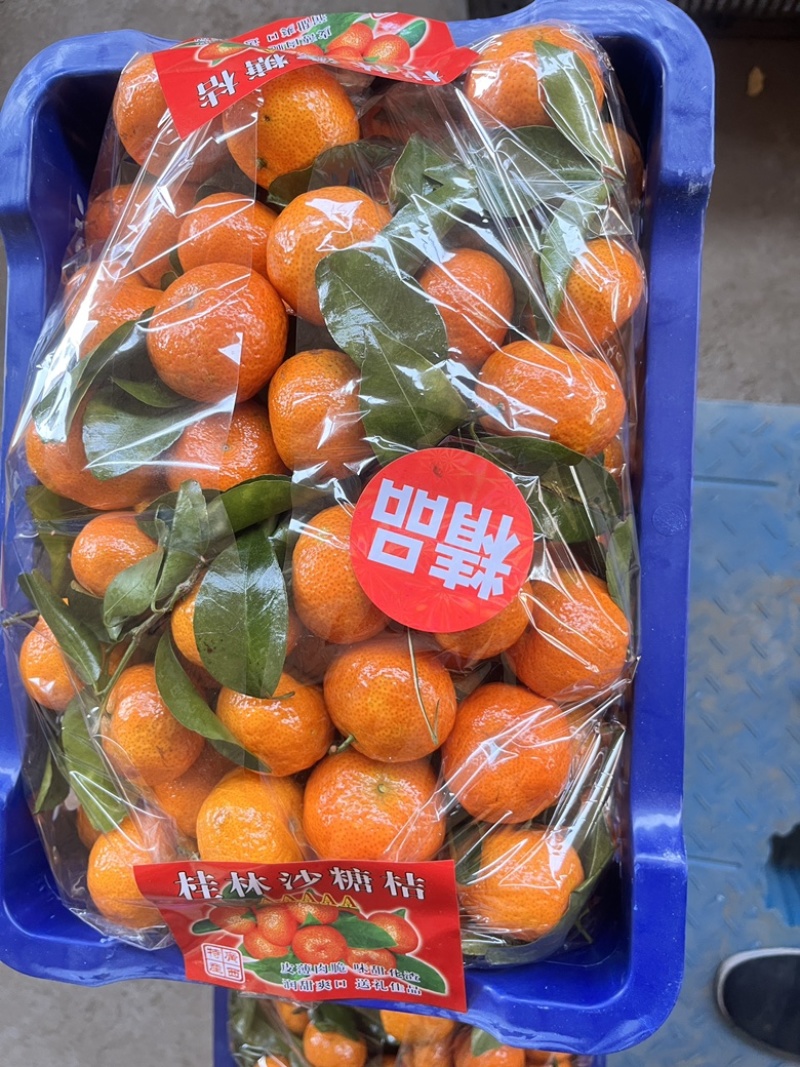 广西砂糖橘，产地直发，一手货源，对接全国市场
