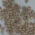 干蚕豆/云南临沧蚕豆基地直发/可大量供货/对接全国采购商