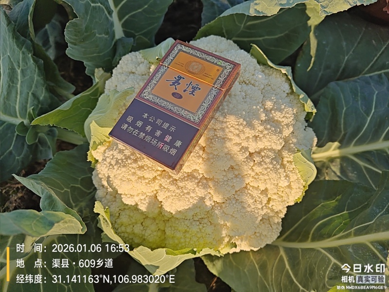 基地散花，花色洁白，小米粒。二斤以上，三斤半以下。