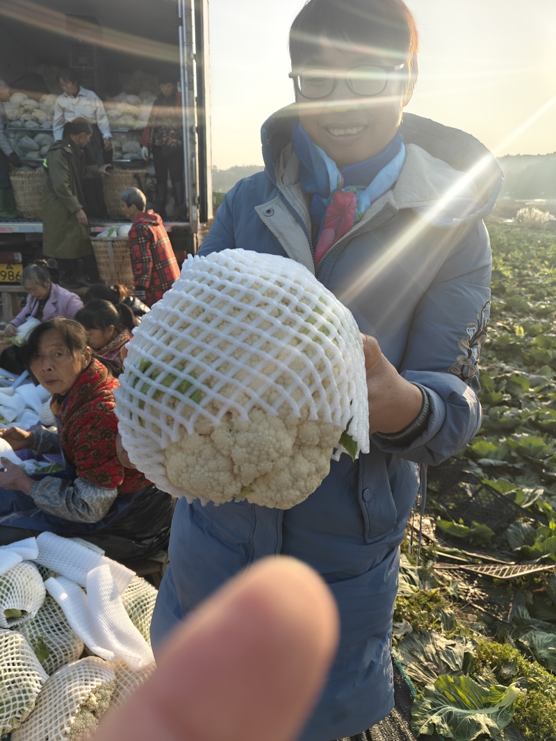 基地散花，花色洁白，小米粒。二斤以上，三斤半以下。