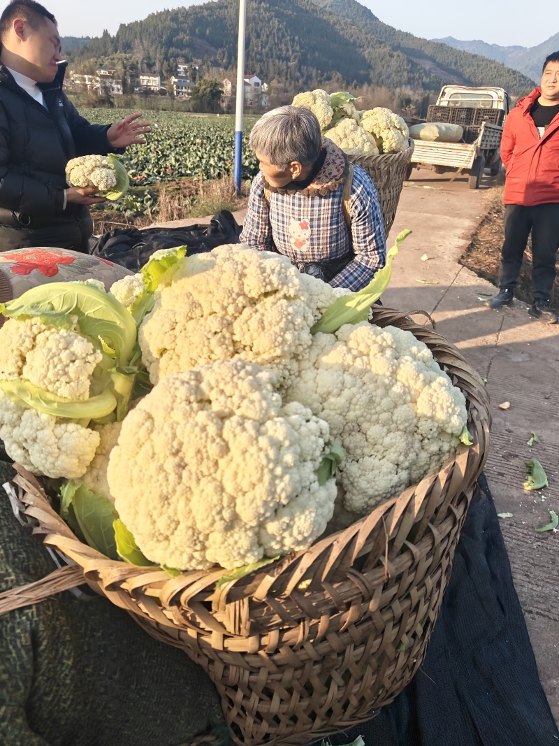 基地散花，花色洁白，小米粒。二斤以上，三斤半以下。