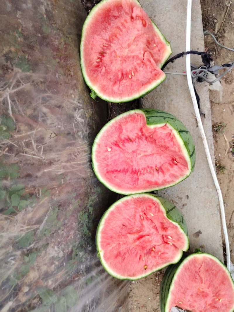 无籽8424，有籽8424，大量有货，保证百分百成熟