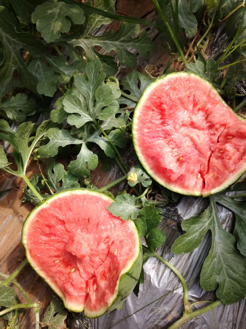 无籽8424，有籽8424，大量有货，保证百分百成熟