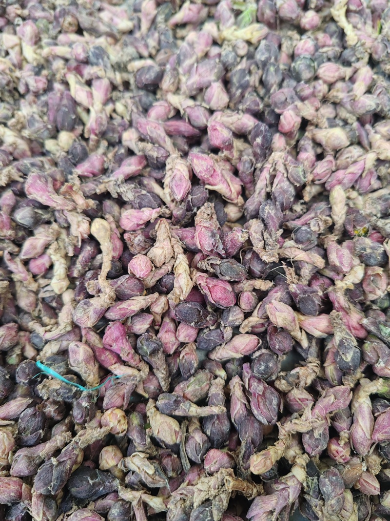 精品款冬花