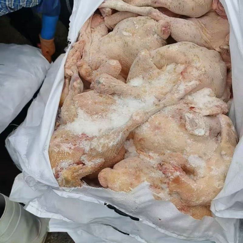 种鸡白条