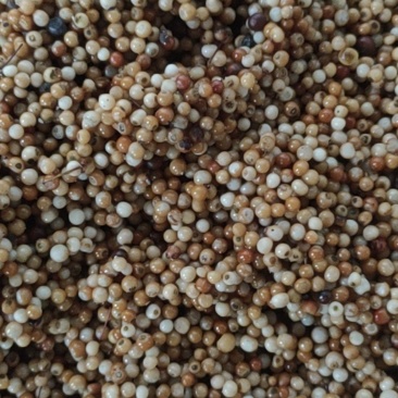 精品土茯苓种子，净籽产地直销量大从优欢迎来选购