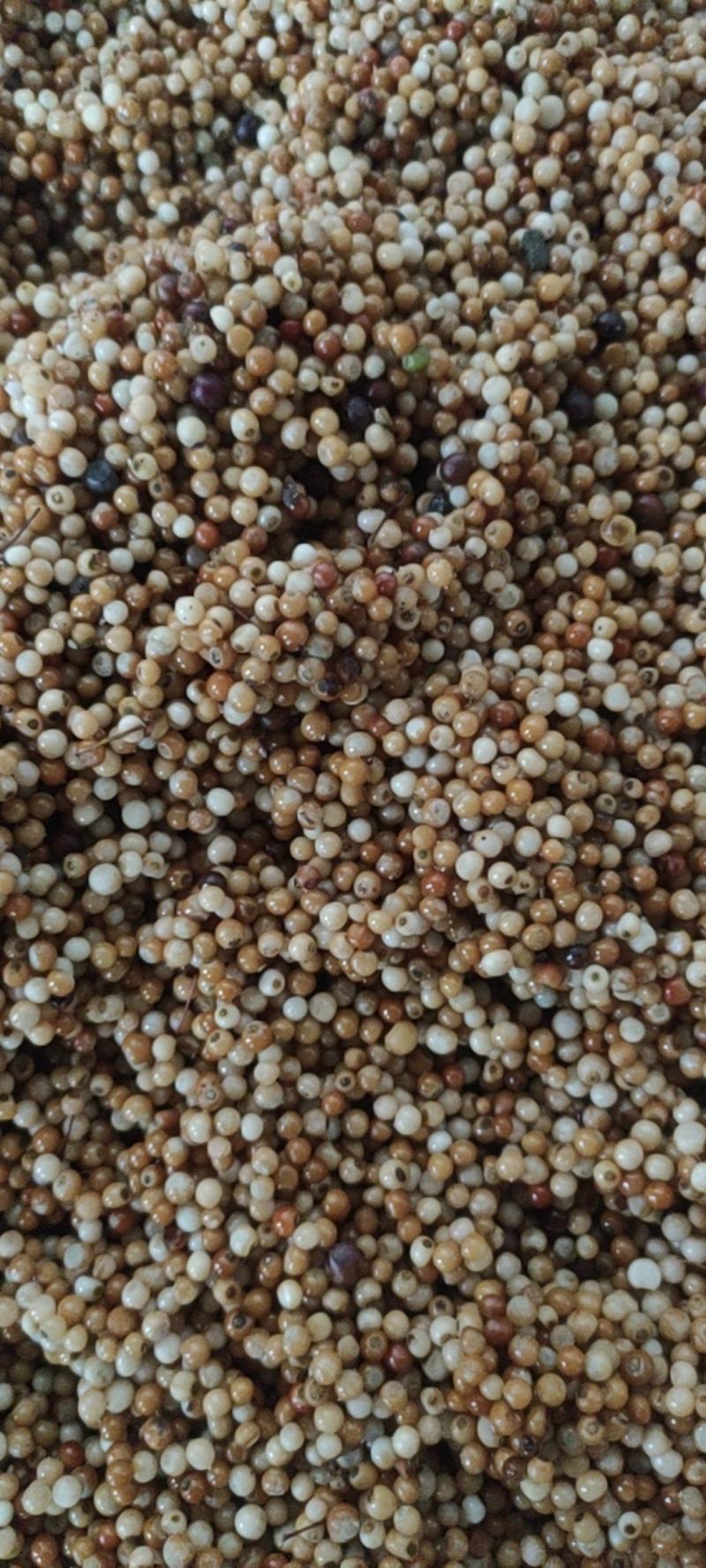 精品土茯苓种子，净籽产地直销量大从优欢迎来选购