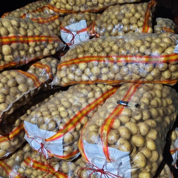 8钱以下小豆豆