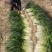 小捆毛葱，大量供应中～有产地2000多亩，质量上乘。