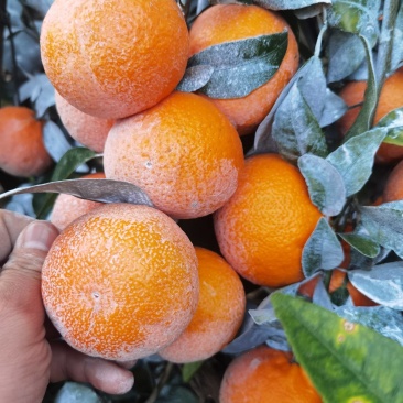 091无核沃柑大量上市