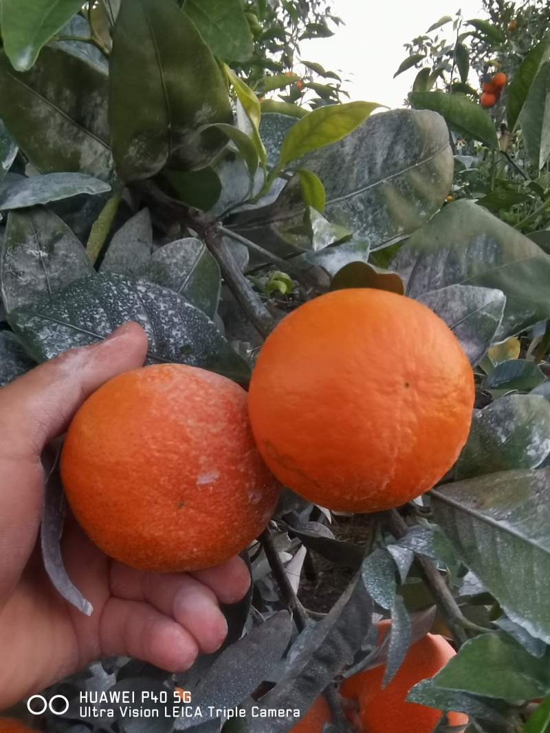 091无核沃柑大量上市