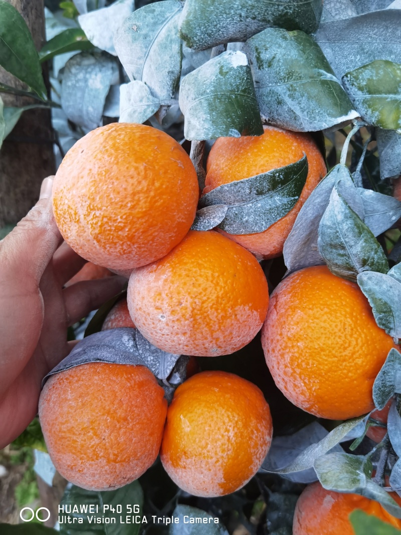 091无核沃柑大量上市