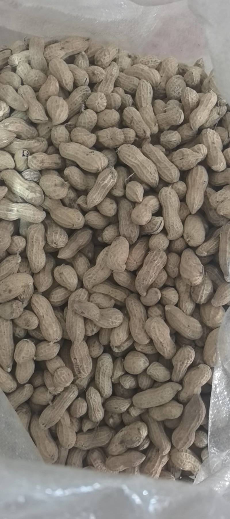精选黑花生果