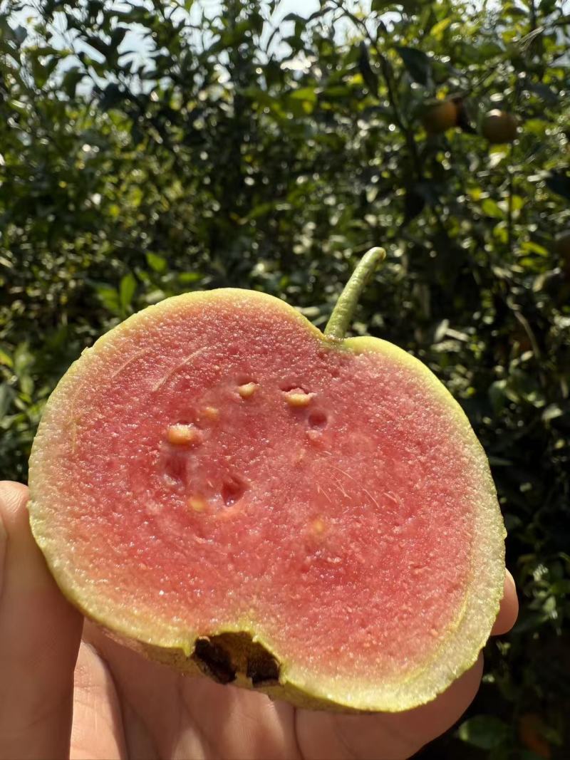 云南红宝石芭乐产地直发不是西瓜红不是白心芭乐