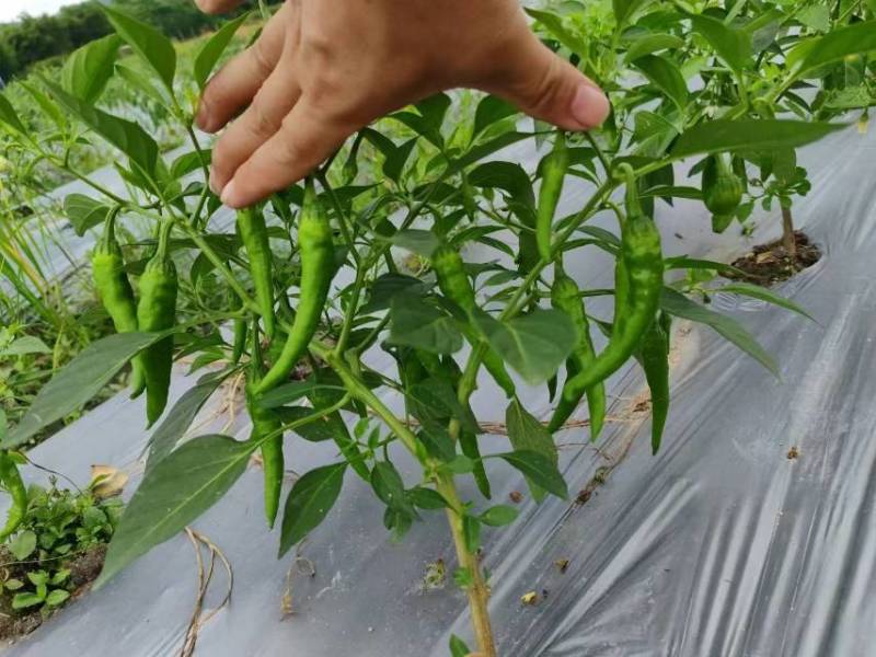 樟树港辣椒️大量上市全国发货供应各大平台