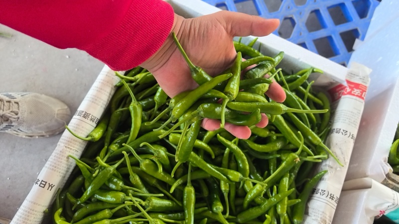 樟树港辣椒️大量上市全国发货供应各大平台