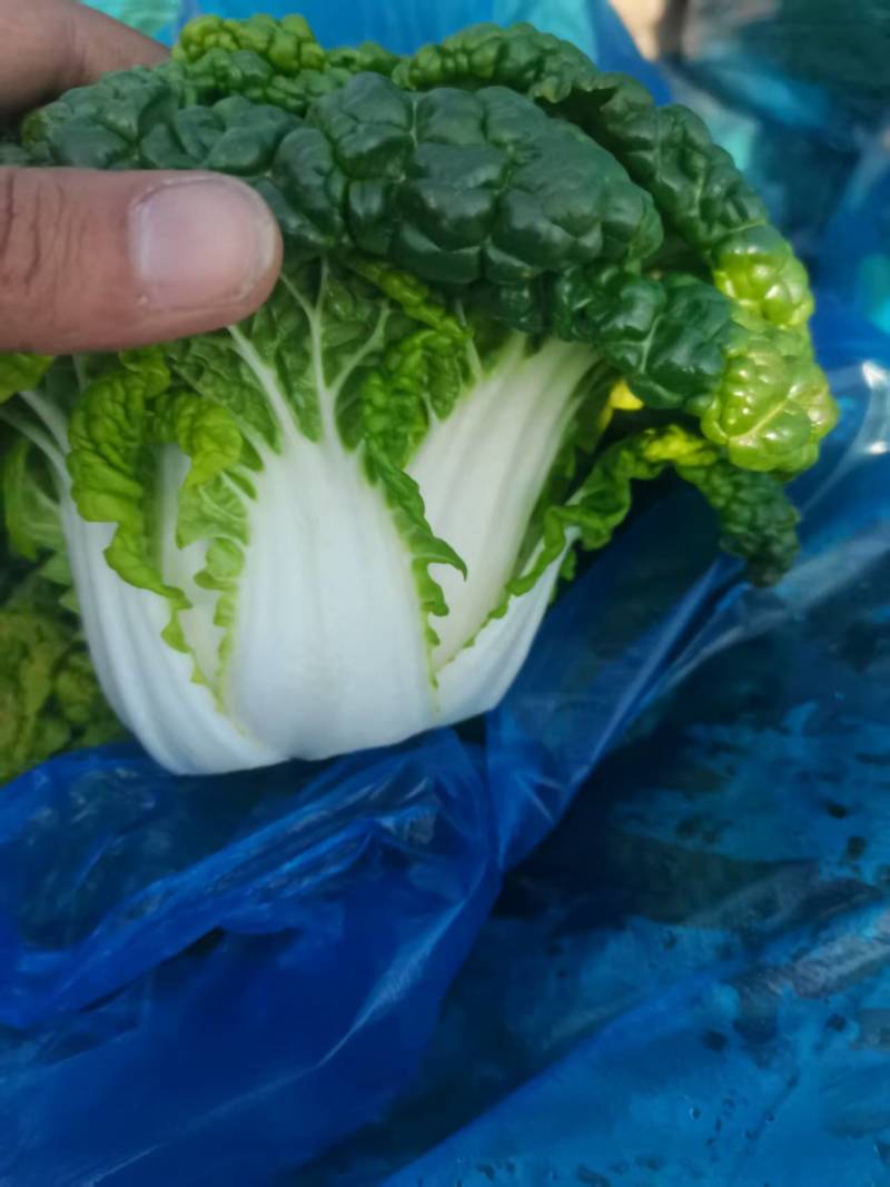 产地直发，乌塌菜，健康美味，欢迎进店沟通。