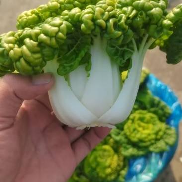 产地直发，乌塌菜，健康美味，欢迎进店沟通。