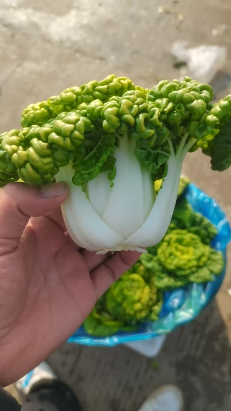 产地直发，乌塌菜，健康美味，欢迎进店沟通。