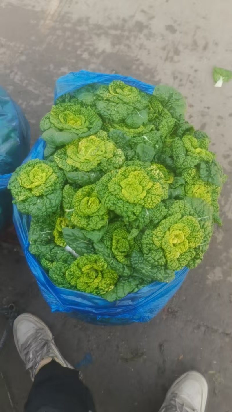 产地直发，乌塌菜，健康美味，欢迎进店沟通。