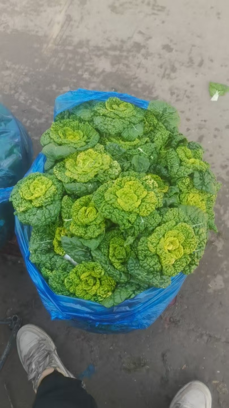 产地直发，乌塌菜，健康美味，欢迎进店沟通。
