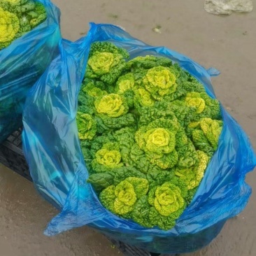 乌塌菜，产地直发，全国发货，欢迎各位老板进店沟通