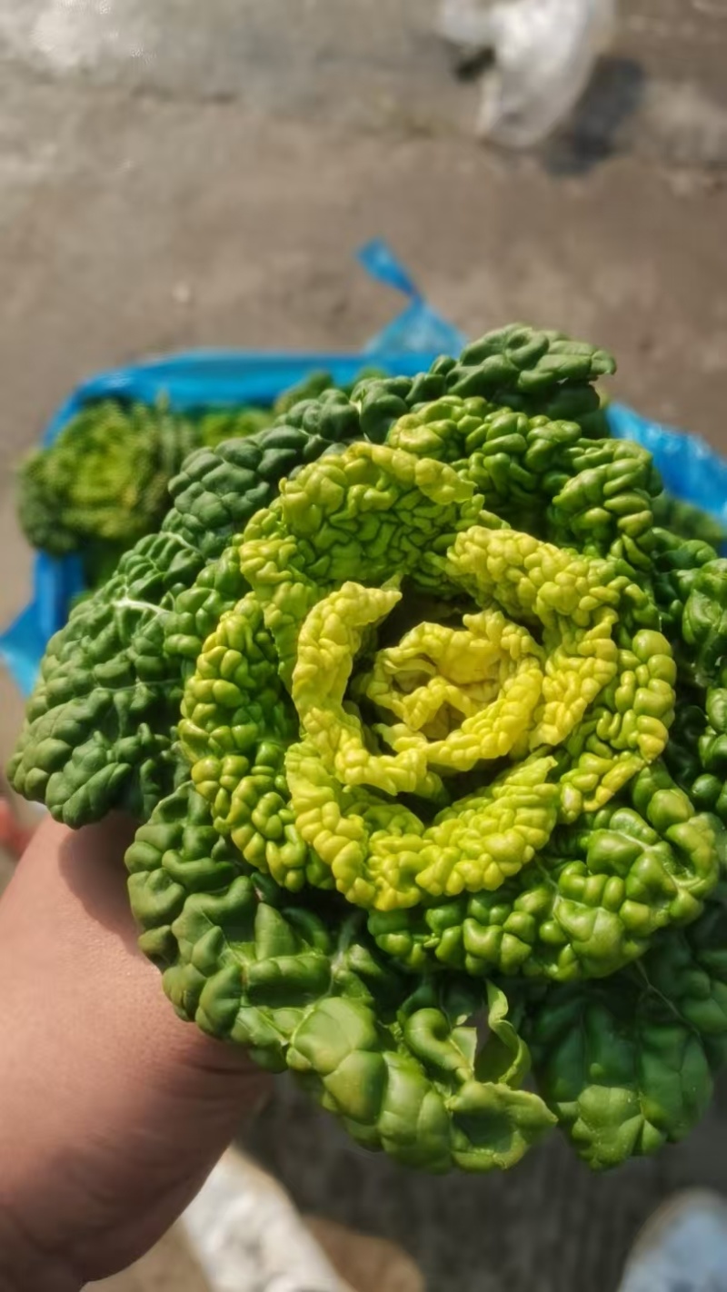 乌塌菜全国销售发货，欢迎各位老板进店沟通