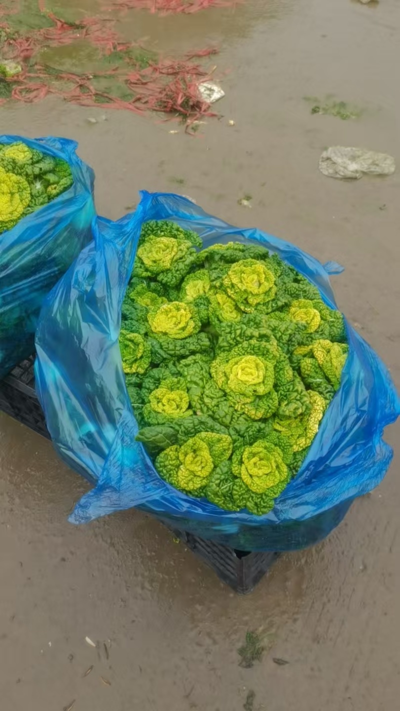 乌塌菜全国销售发货，欢迎各位老板进店沟通