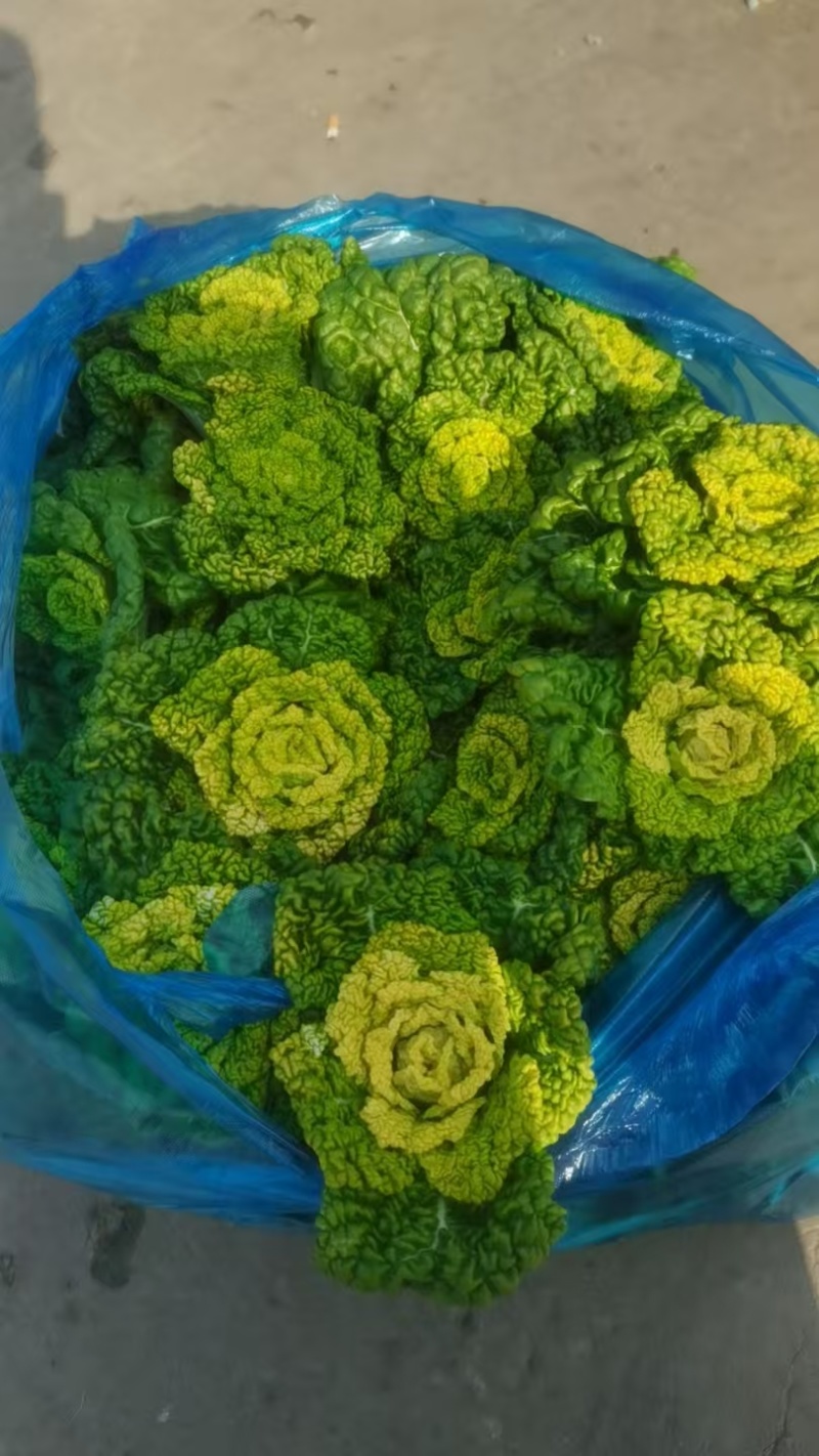 乌塌菜全国销售发货，欢迎各位老板进店沟通