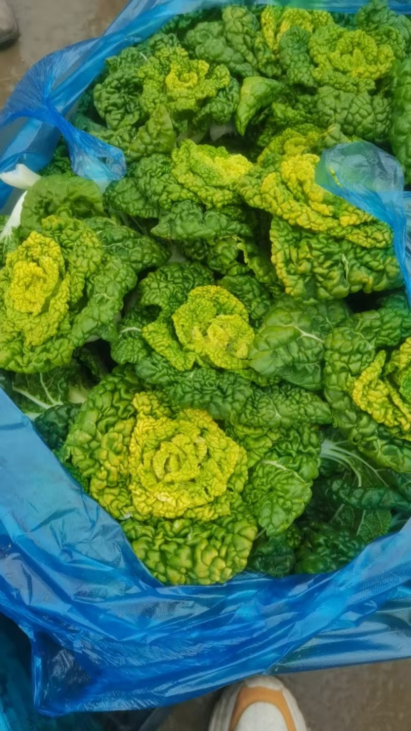 乌塌菜全国销售发货，欢迎各位老板进店沟通