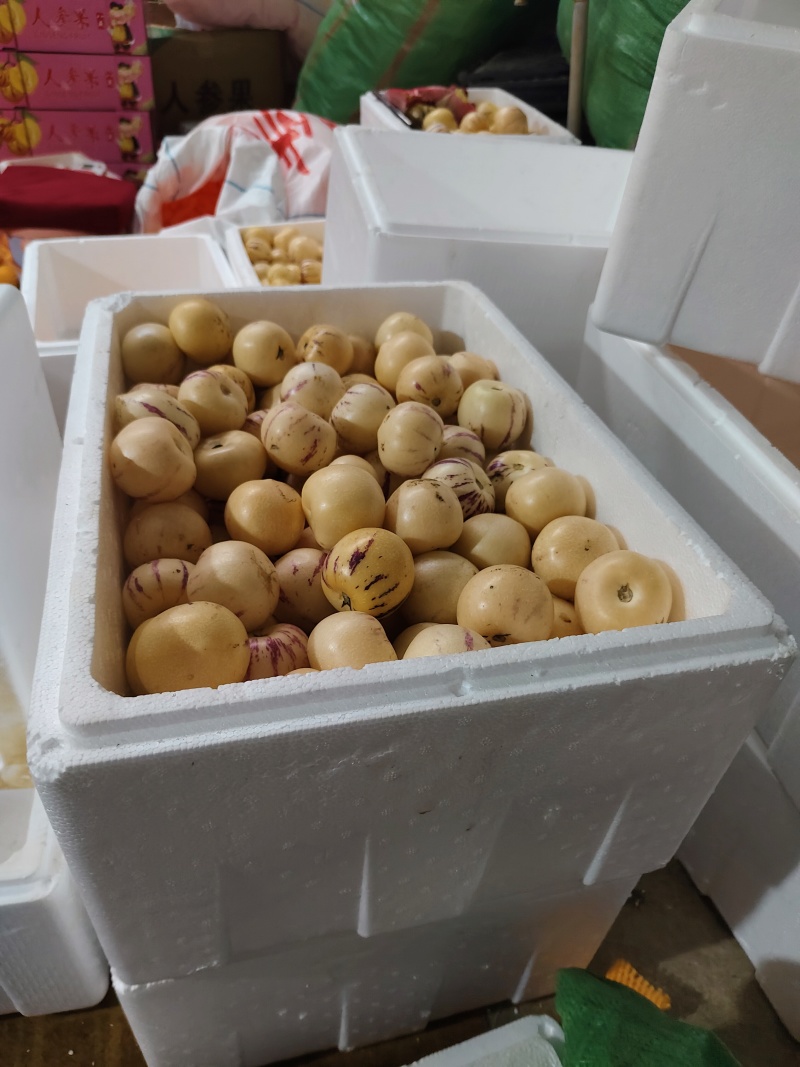 云南石林人生果品质保证现摘现发支持视频看货欢迎来电