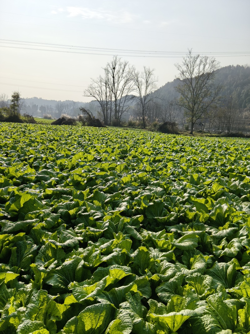 四川青菜，大青菜，泡菜，大量供应，质量上乘，价格公道