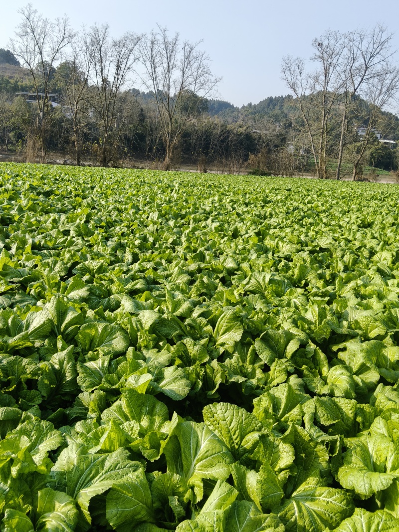 四川青菜，大青菜，泡菜，大量供应，质量上乘，价格公道