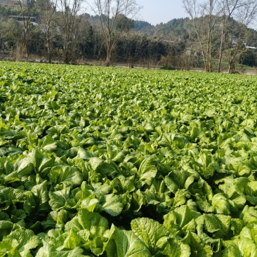 四川青菜，大青菜，泡菜，大量供应，质量上乘，价格公道