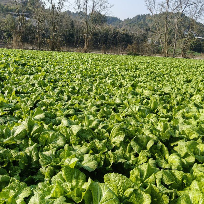 四川青菜，大青菜，泡菜，大量供应，质量上乘，价格公道