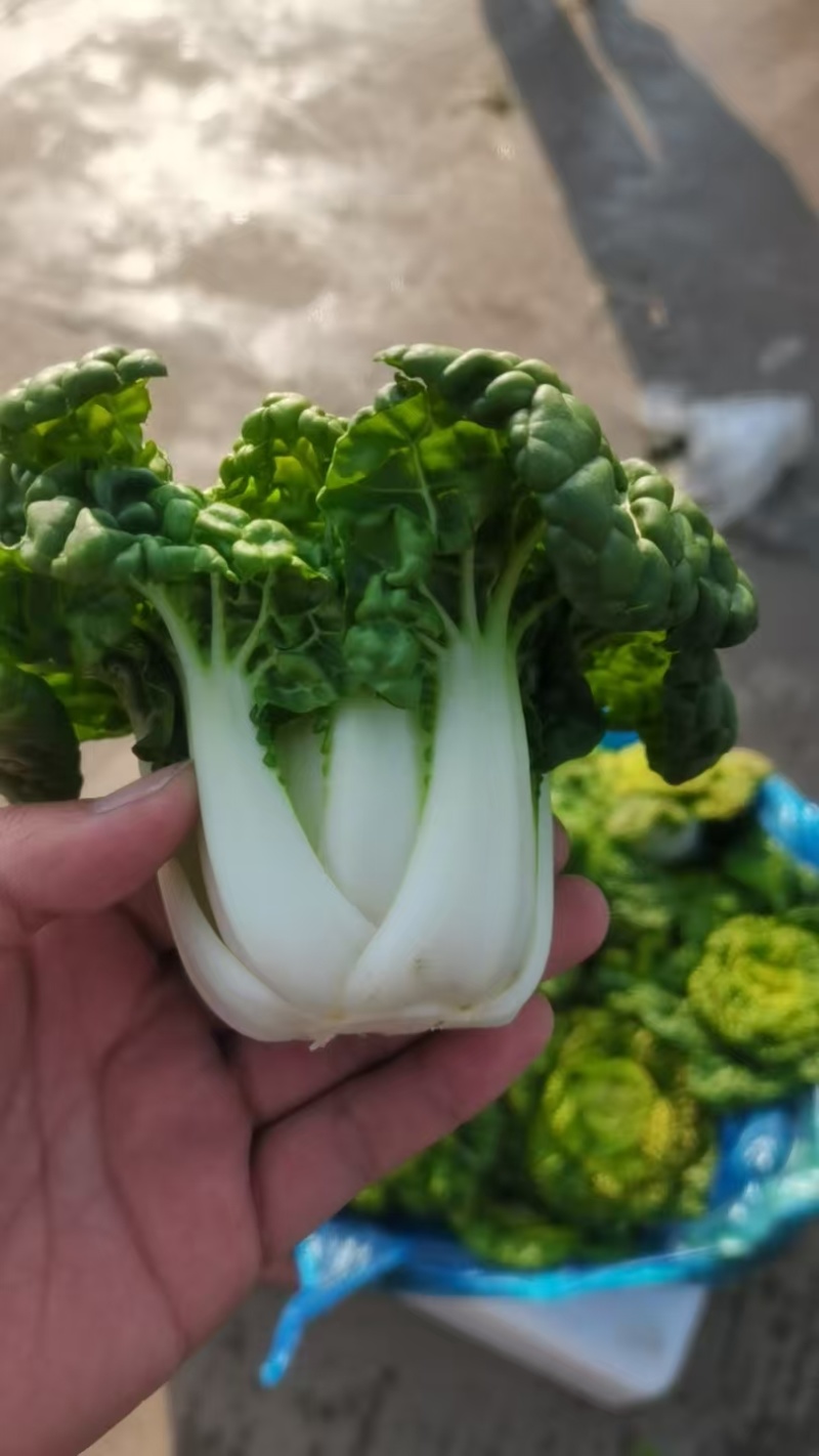 产地直销货源，乌塌菜，健康卫生，欢迎进店沟通