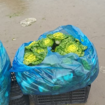 产地直销货源，乌塌菜，健康卫生，欢迎进店沟通