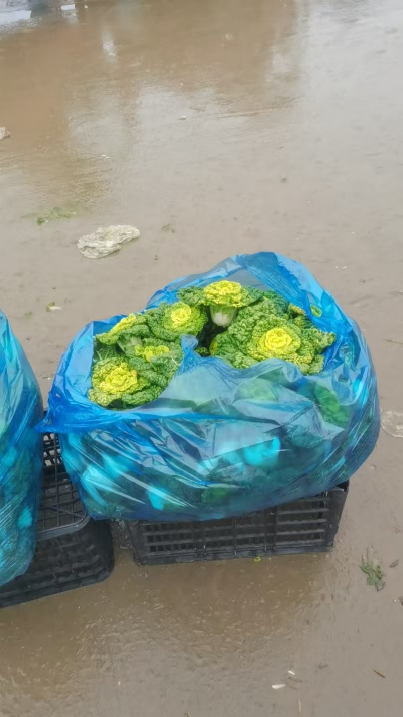 产地直销货源，乌塌菜，健康卫生，欢迎进店沟通