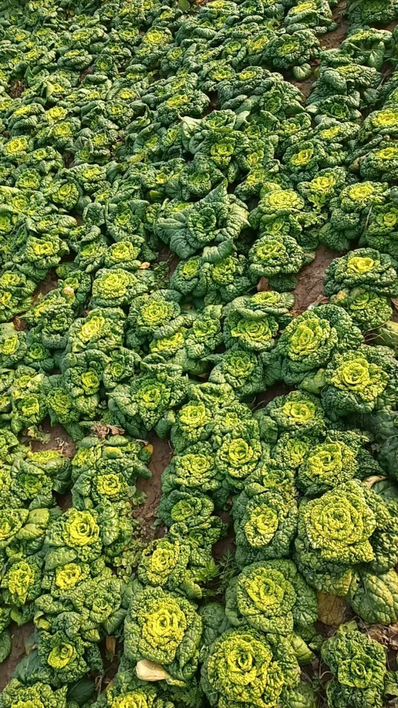产地直销货源，乌塌菜，健康卫生，欢迎进店沟通