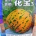 甜瓜苗