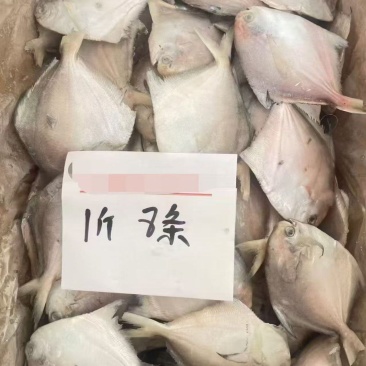 白鲳鱼