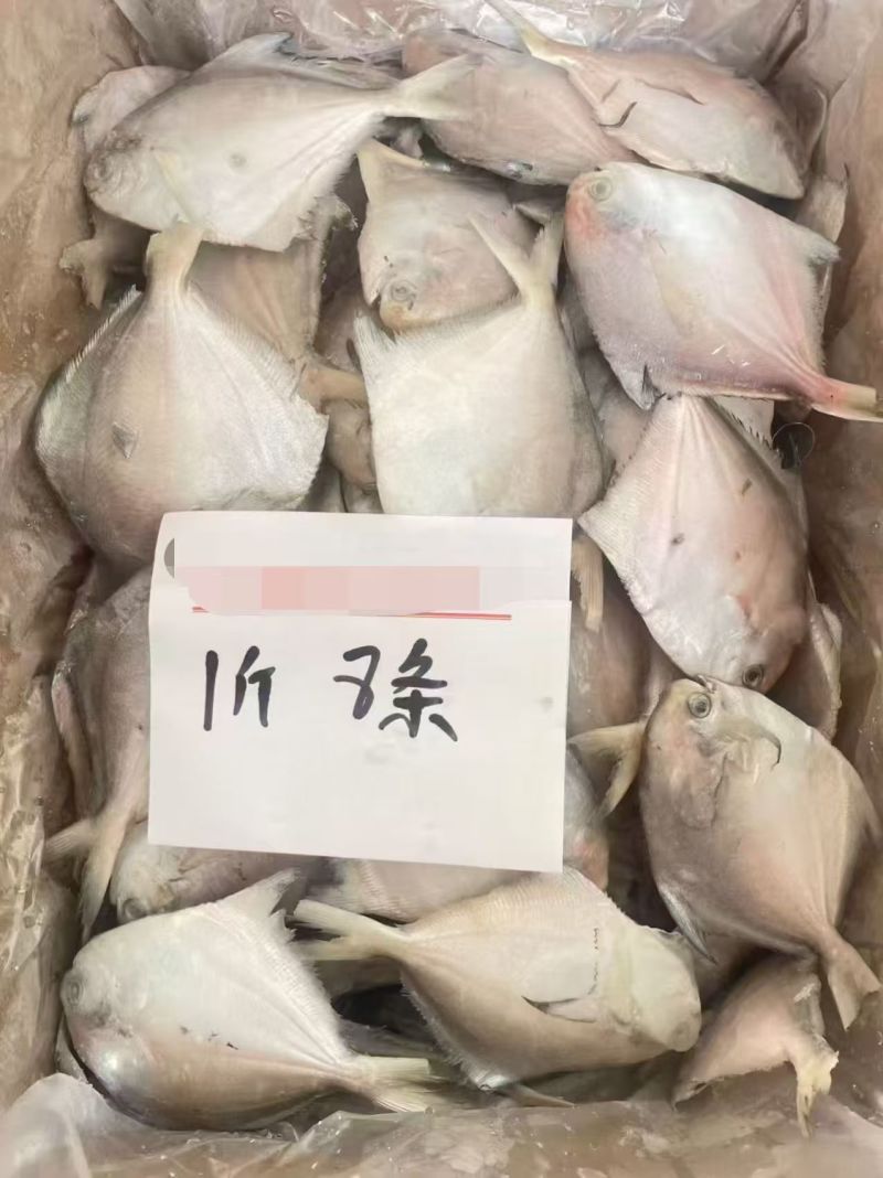 白鲳鱼