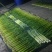 白帽蒜苔农家种植