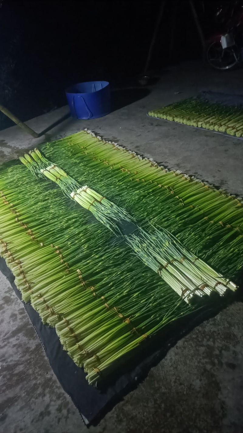 白帽蒜苔农家种植