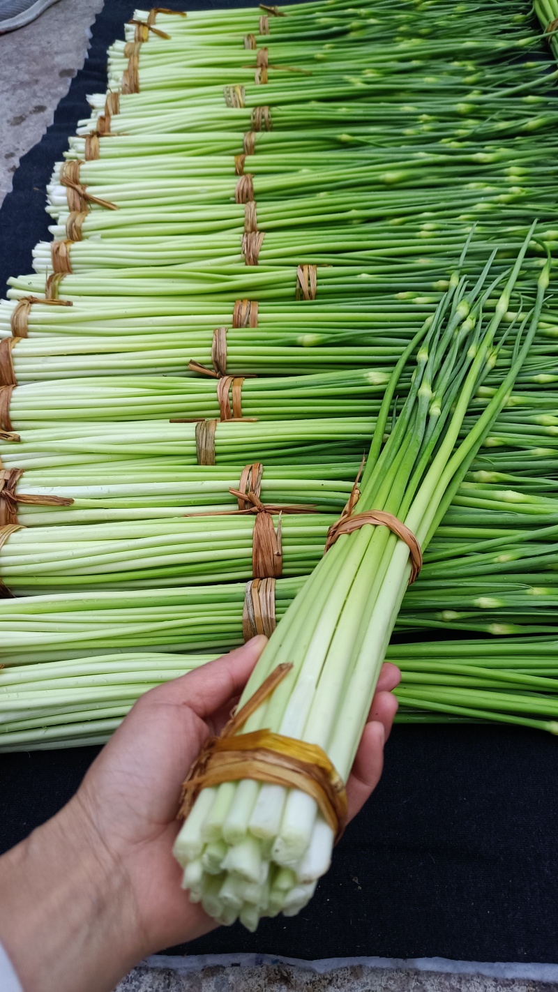 白帽蒜苔农家种植
