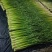 白帽蒜苔农家种植
