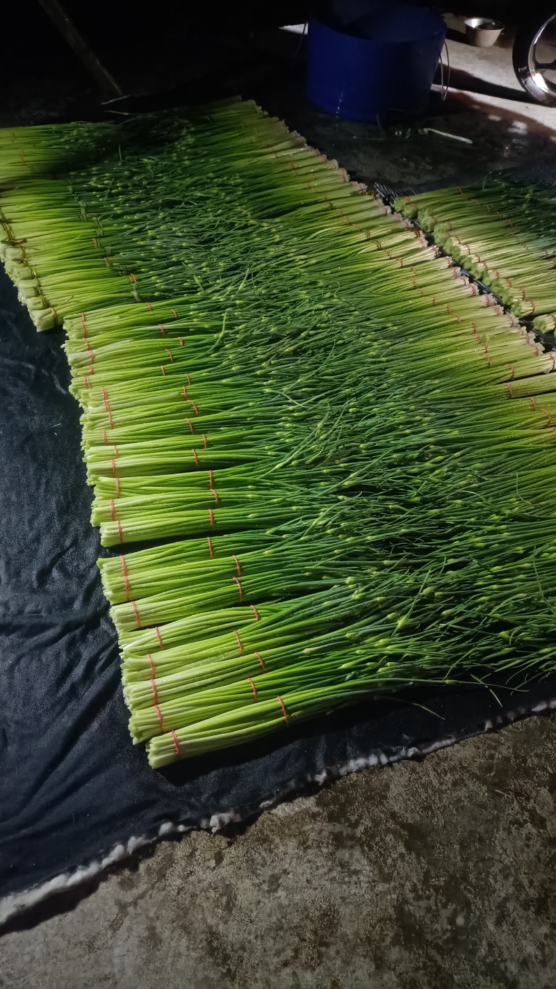 白帽蒜苔农家种植